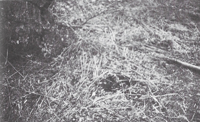 Ficheiro:Photo-zeugenbuch-p121.jpg