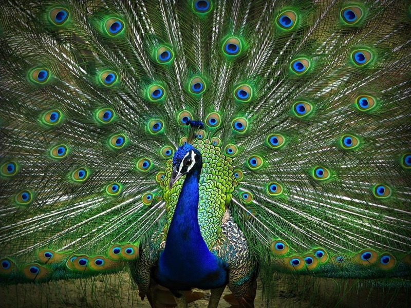 Ficheiro:Peacock.jpg
