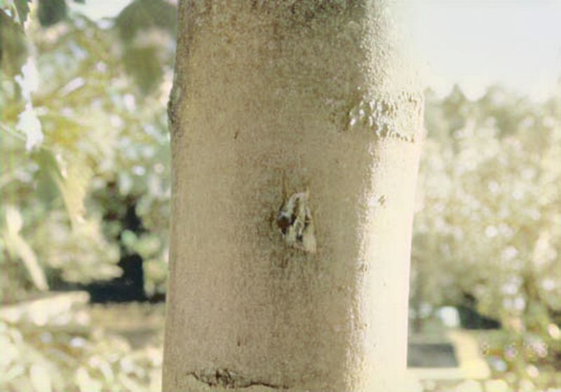 Ficheiro:CR265-Image2.jpg