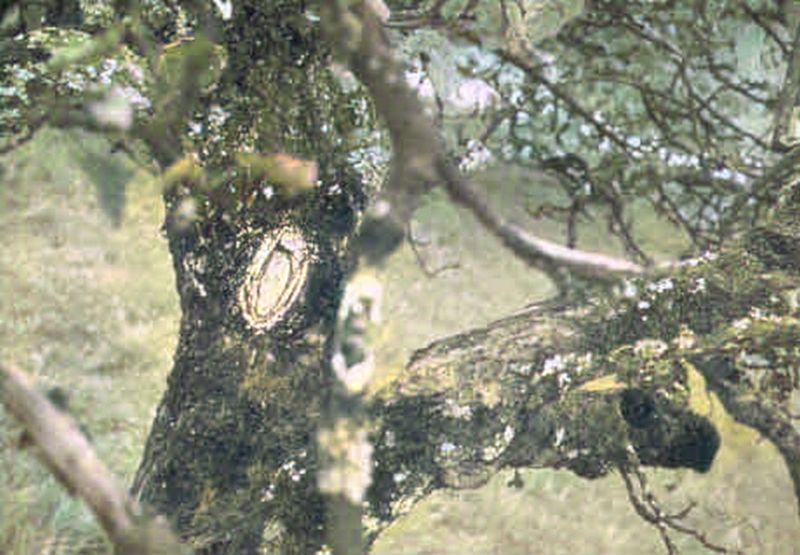 Ficheiro:CR80-Image3.jpg