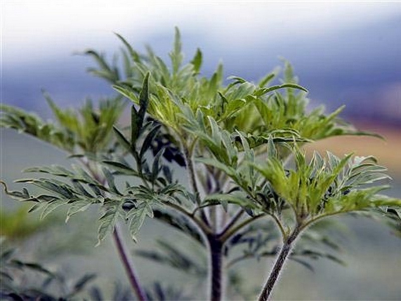 Ficheiro:CR620-Image1.jpg