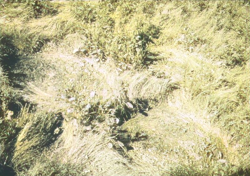 Ficheiro:CR131-Image1.jpg